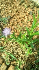 Cardueae