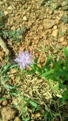 Cardueae