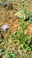 Cardueae