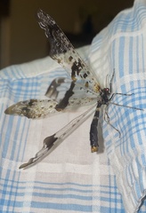 Periclystus circuiter