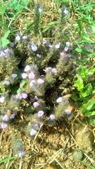 Acanthaceae
