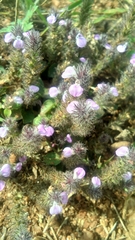 Acanthaceae