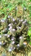 Acanthaceae