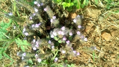 Acanthaceae