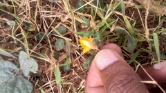 Rhynchosia americana
