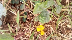 Rhynchosia americana