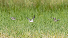 Calidris ruficollis
