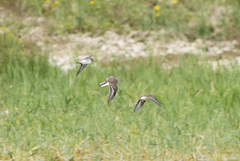 Calidris ruficollis