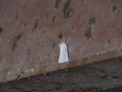 Rupela albina