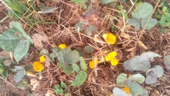 Rhynchosia americana