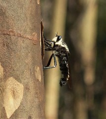 Blepharotes coriarius