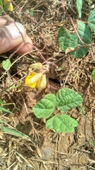 Rhynchosia americana