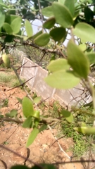 Metastelma barbigerum