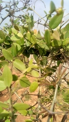 Metastelma barbigerum