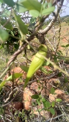 Metastelma barbigerum