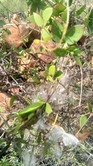 Metastelma barbigerum