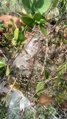 Metastelma barbigerum