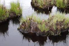 Disa albomagentea