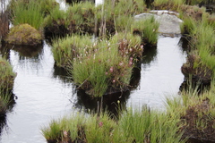 Disa albomagentea