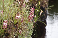 Disa albomagentea