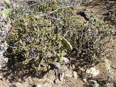 Aeonium lindleyi subsp. lindleyi image