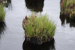Disa albomagentea