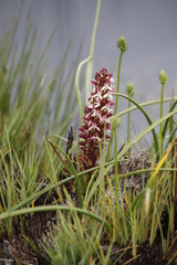 Disa albomagentea