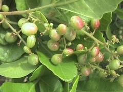 Rhus mysorensis