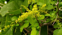 Rhus mysorensis