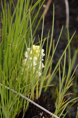 Disa albomagentea