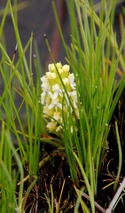 Disa albomagentea