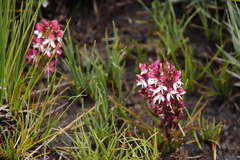 Disa albomagentea