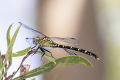 Hemigomphus comitatus
