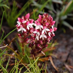 Disa albomagentea