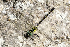 Hemigomphus comitatus