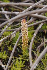 Disa obtusa