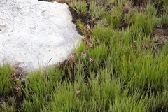 Disa albomagentea