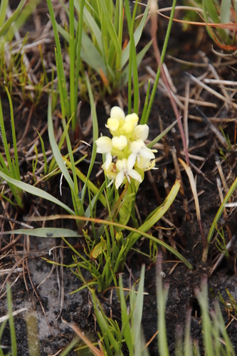 Image of Disa albomagentea by (c) Tony Rebelo, some rights reserved (CC BY-SA)