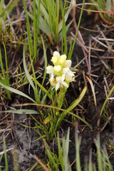 Disa albomagentea