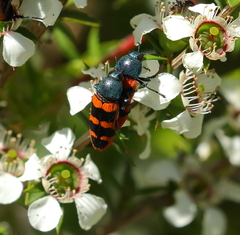 Castiarina crenata