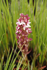 Disa albomagentea