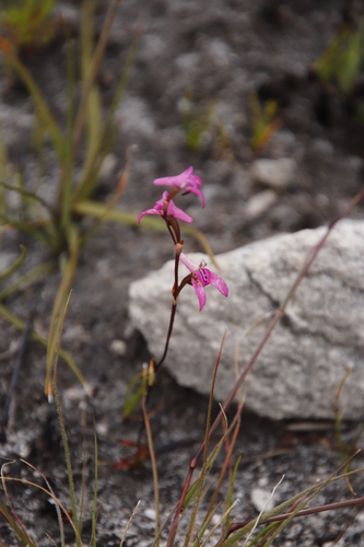 Image of Disa inflexa by (c) Tony Rebelo, some rights reserved (CC BY-SA)