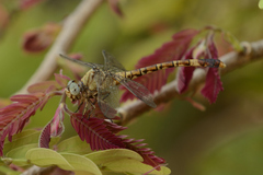 Paragomphus nyasicus