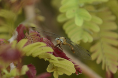 Paragomphus nyasicus