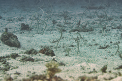 Gorgasia maculata
