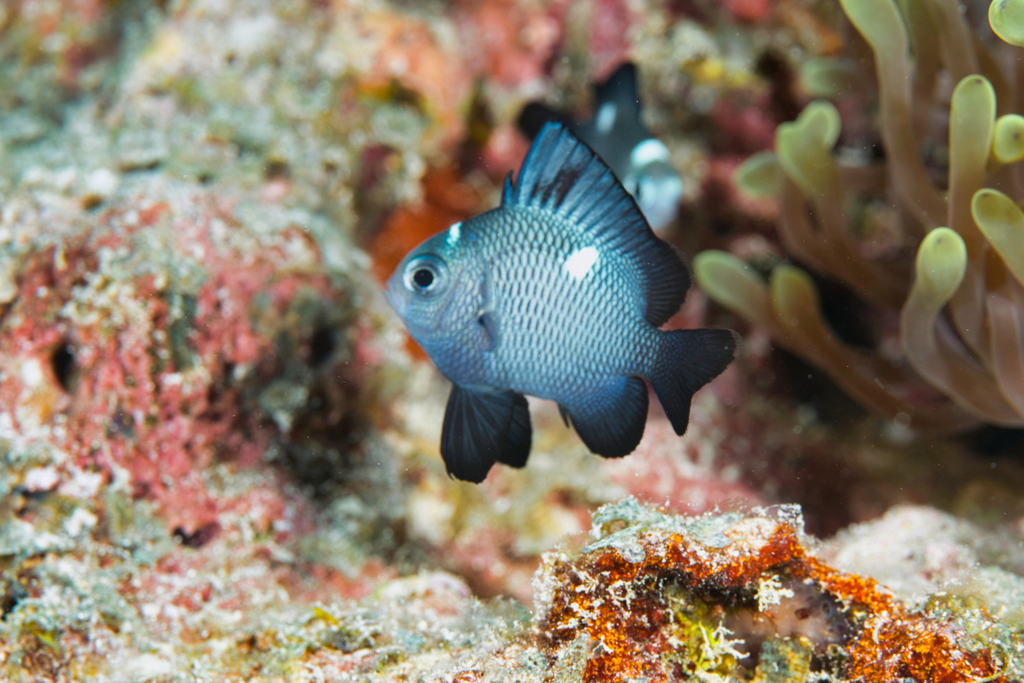 Damsel fish (Dascyllus trimaculatus) — Pomacentridae