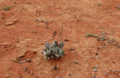 Adromischus alstonii