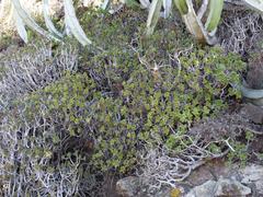 Aeonium lindleyi image