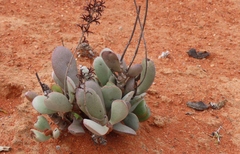 Adromischus alstonii