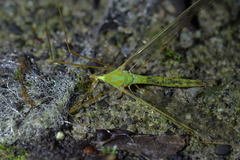 Leptotarsus virescens